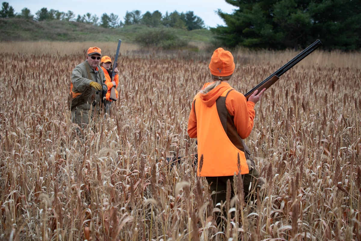Pheasant Hunting Pheasant Hunting