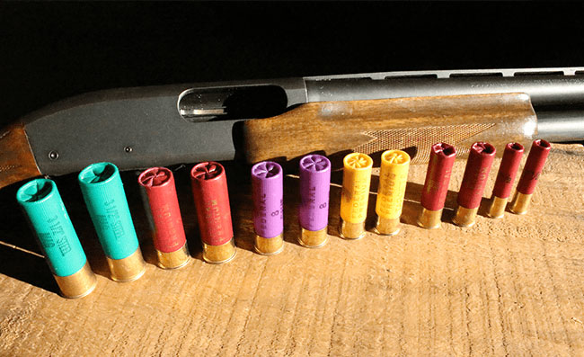 Modern Shotshell sizes lined up in front of a shotgun